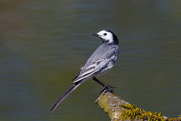 close-up white wagtail (motacilla alba) standing on tree branch
