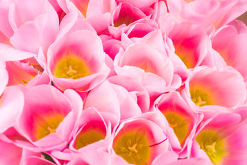 Obraz na płótnie Canvas spring flowers banner - bunch of pink tulip flowersbright colorful background.