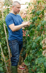 Serious couple of  gardeners attentively looking seedlings