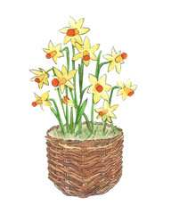Watercolor illustration. Daffodils grow in a wicker basket. Spring flowers.