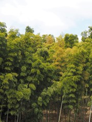 Fototapeta premium 竹林