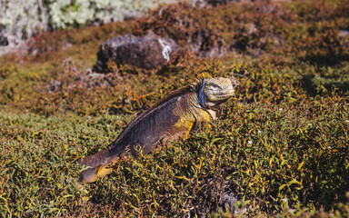 Large scaly male iguana in the undergrowth on the Galapagos Islands, Ecuador