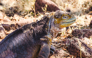 Close-up of large scaly male iguana in the undergrowth on the Galapagos Islands, Ecuador