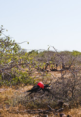 Puffed up red throat of the frigate during its male mating dance on the Galapagos Islands, Ecuador