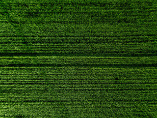 Aerial top view of Green Country Field with row lines.