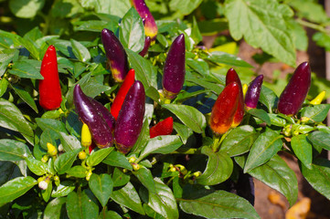 Red hot chilli pepper on a green bush, small fresh jalapeno peppers. Chili peppers, autumn harvest, bright juicy color.