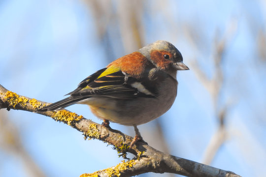 fringuello (Fringilla coelebs) ,ritratto maschio su ramo e sfondo chiaro