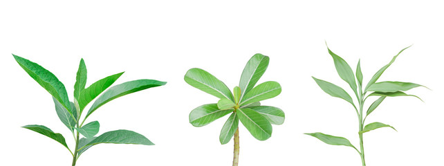 Set of tropical different leaves on branch isolated on white background. Object with clipping path.