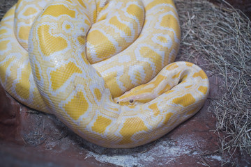 Fototapeta premium Python snake, Dangerous animal, wildlife