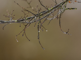 Branches in autumn with raindrops