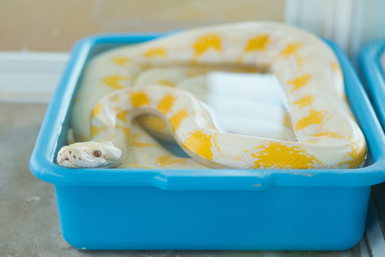 Python snake, Dangerous animal, wildlife
