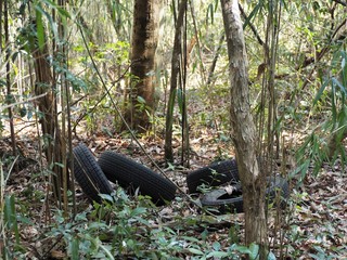 雑木林に不法投棄されたタイヤのゴミ