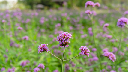 Field of purple petals of Vervian flower blossom on green leaves, know as Purpletop vervian or verbena, medicine herbs, plant in a Verbenaceae family and called Verbena bonariensis in botanical name