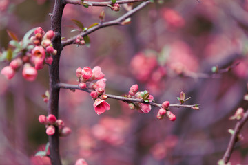 Amazing flowers on a quince bush