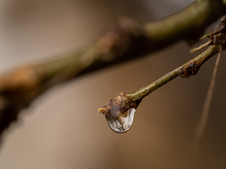 Tree branch with a raindrop and reflection
