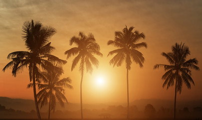 Fototapeta na wymiar Silhouette of palm trees at sunset background.
