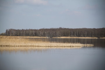 Forest swamp during springtime natural reserve