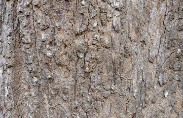 Closeup Tree Bark Texture For Background  , Old Wood Tree background surface  natural pattern