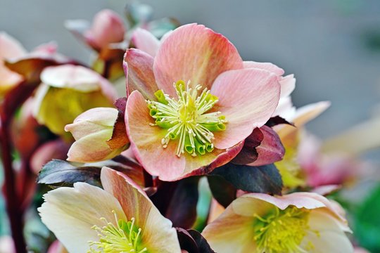 Freshly picked purple hellebore flowers (helleborus hybridus), also known as Christmas or Lenten rose