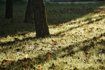 path in the forest