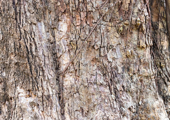 Closeup Tree Bark Texture For Background  , Old Wood Tree background surface  natural pattern