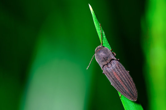Gray beetle on the grass on a green background