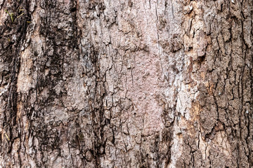 Closeup Tree Bark Texture For Background  , Old Wood Tree background surface  natural pattern