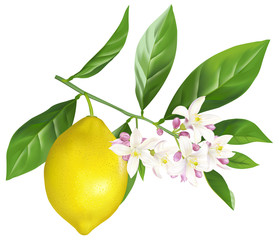 Blossoming branch of a lemon with the fruit.