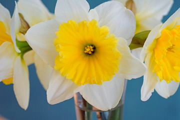 Close-up of the corona of a yellow daffodil flower