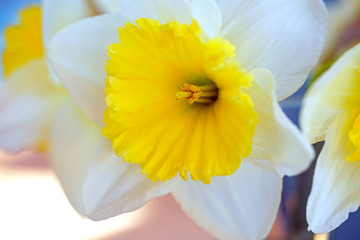 Close-up of the corona of a yellow daffodil flower