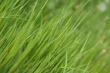 Fototapeta na wymiar Young green grass.Vivid summer background.