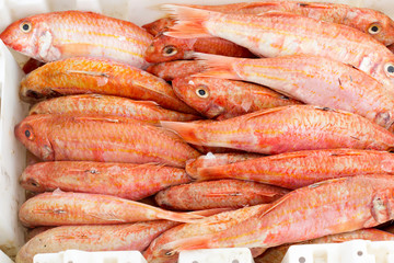 Mangrove red snapper, Essaouira fish market 