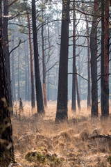 foggy morning in the forest with pine trees and golden field