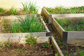 Fototapeta na wymiar Green herbs growing in raised bed container vegetable garden in spring