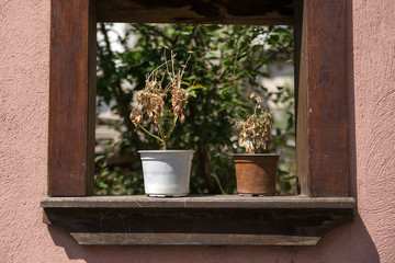 Wooden rustic window with dry plants in pot 