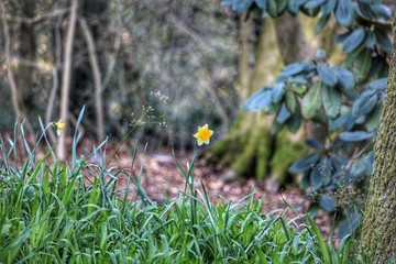 daffodill