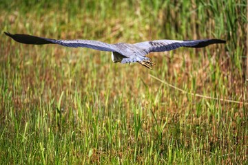 heron in flight