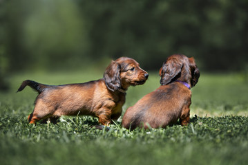 Obraz na płótnie Canvas two dachshund puppies on grass outdoors