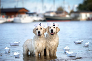 two dogs in sailor hats posing at the river bay