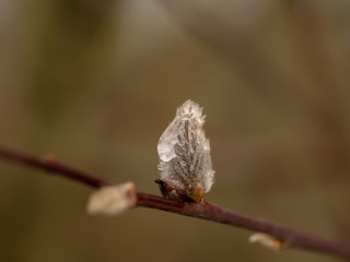 Pussy willow with frozen drops on a branch