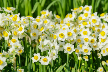 Obraz premium narcissus blooming for chinese new year