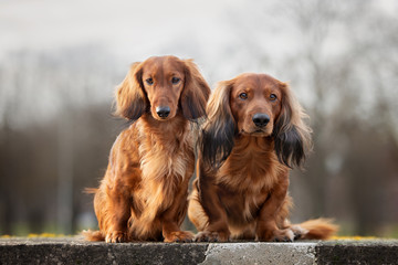 two dachshund dogs posing together outdoors