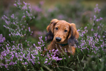 dachshund puppy portrait in heather