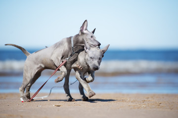 two thai ridgeback puppies playing on the beach