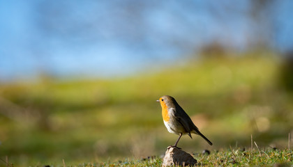 Robin, Erithacus rubecula bird over the stone