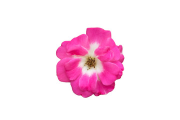 Fototapeta premium Beautiful blooming pink Rosa Gallica flower (French Rose) isolate on a white background.