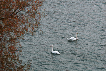 swans on the lake