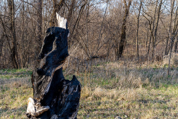 Burned tree in the ground