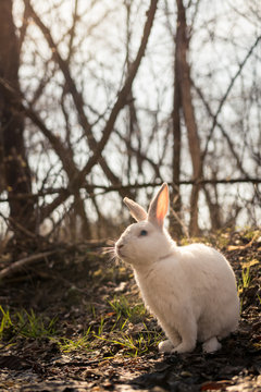 White rabbit in the forest