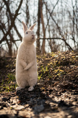 White rabbit in the forest
